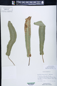 Asplenium scolopendrium image