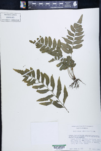 Asplenium abscissum image