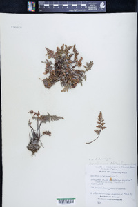 Asplenium adiantum-nigrum image