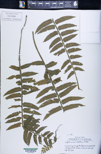 Asplenium alatum image