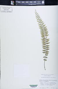 Asplenium alatum image