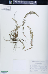 Asplenium castaneum image