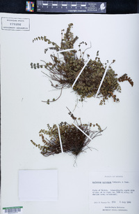 Asplenium castaneum image