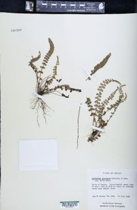 Asplenium castaneum image