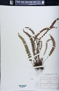 Asplenium castaneum image