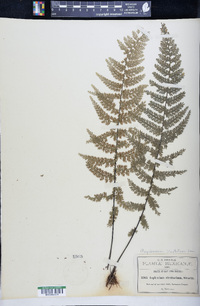 Asplenium cristatum image