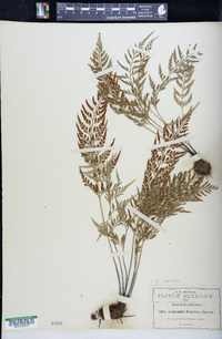 Asplenium cuspidatum image