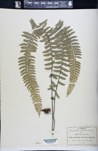 Asplenium hastatum image