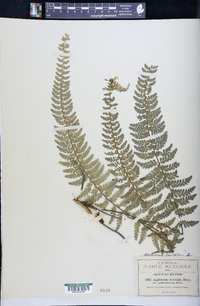 Asplenium lunulatum image