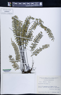 Asplenium monanthes image