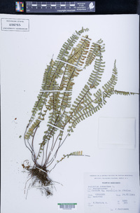 Asplenium monanthes image