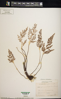 Asplenium cuneifolium subsp. cuneifolium image