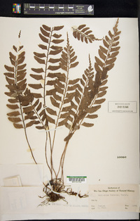 Asplenium tenerum image