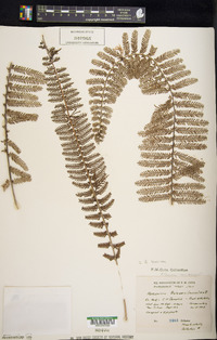 Asplenium tenerum image