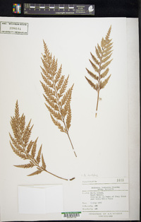 Asplenium appendiculatum image