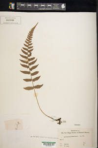 Deparia thwaitesii image