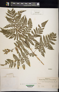 Asplenium viride image