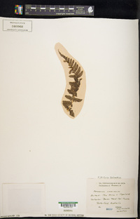 Asplenium viride image