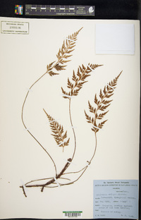 Asplenium uhligii image