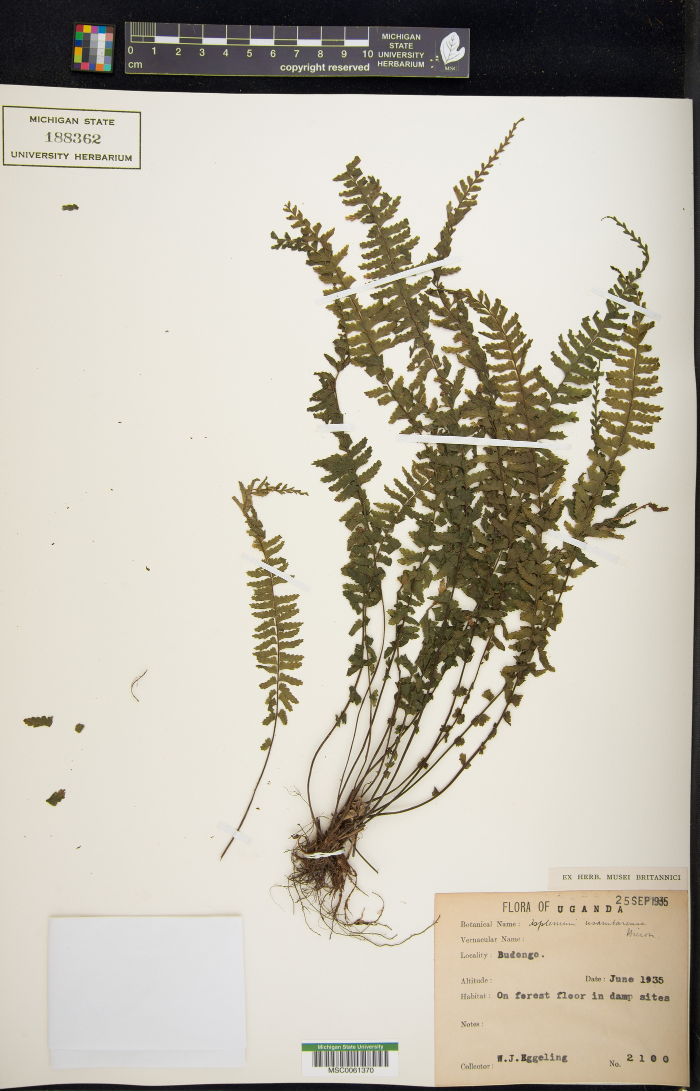 Asplenium erectum image