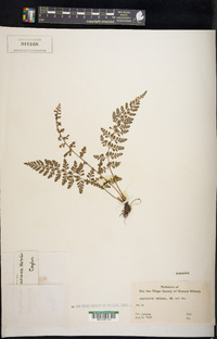 Asplenium laciniatum subsp. laciniatum image