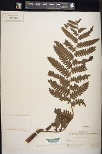 Diplazium arborescens image