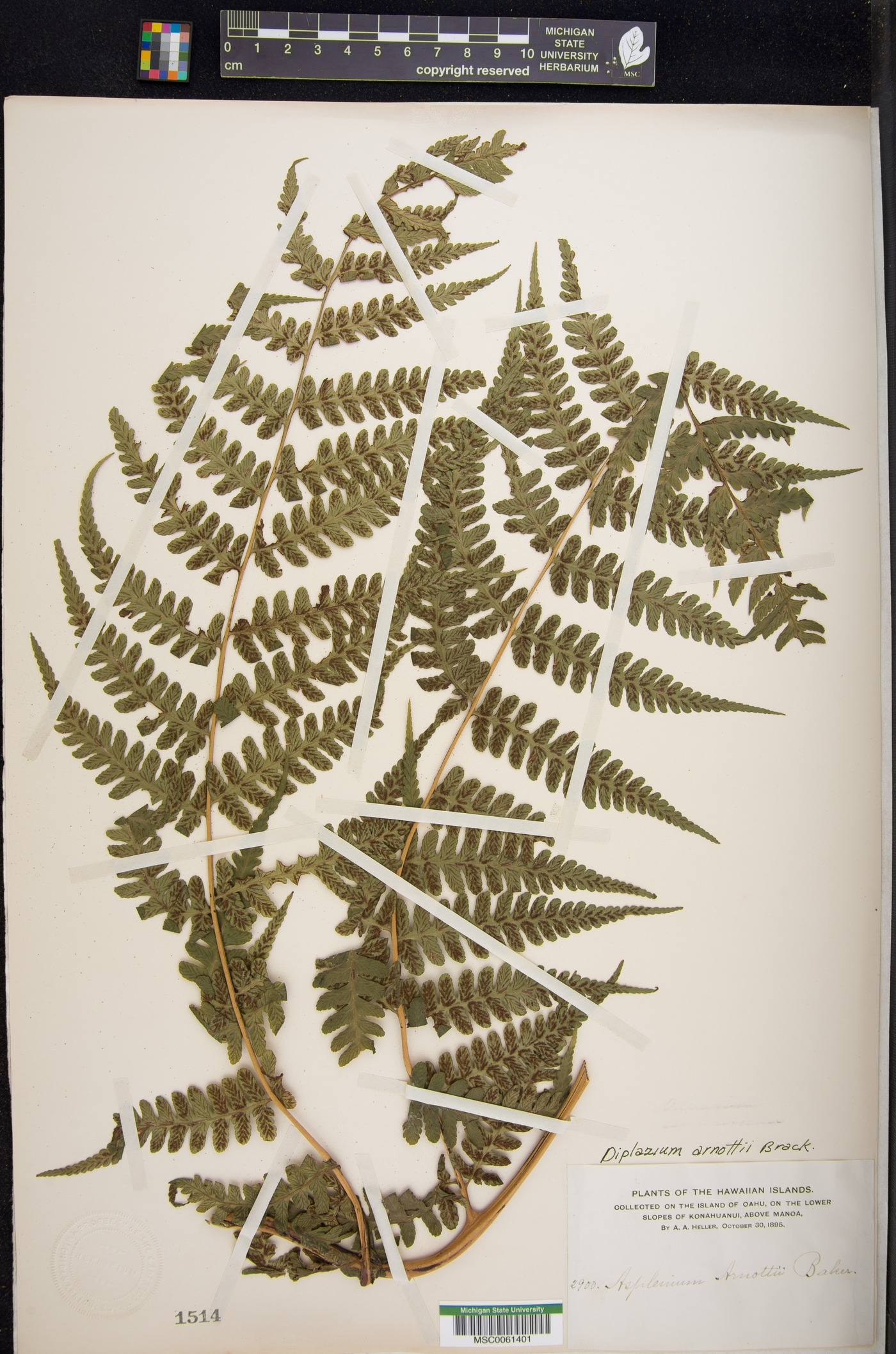 Diplazium arborescens image