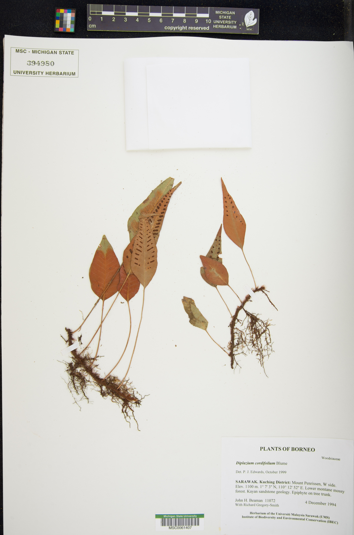 Diplazium cordifolium image