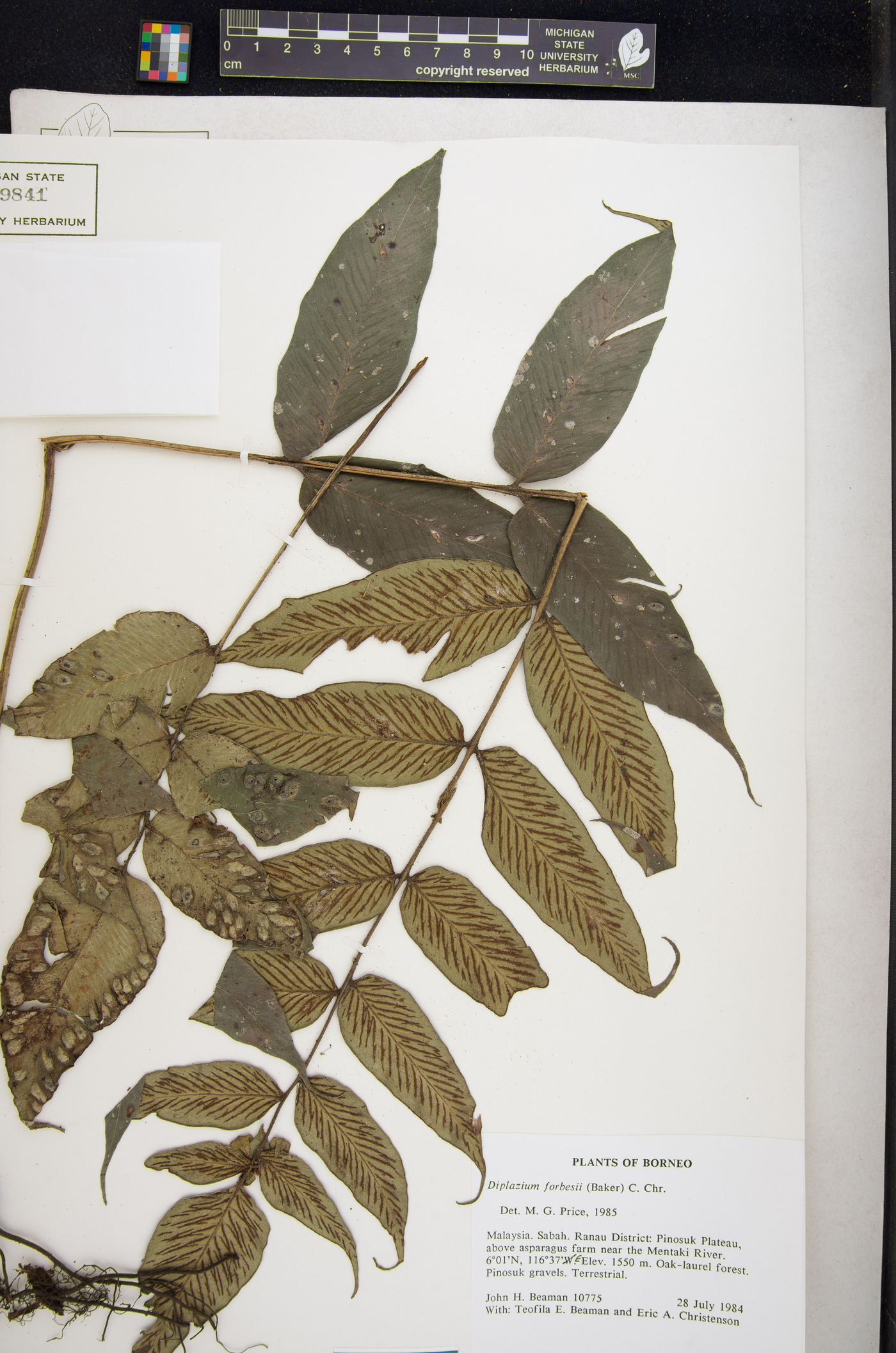 Diplazium forbesii image