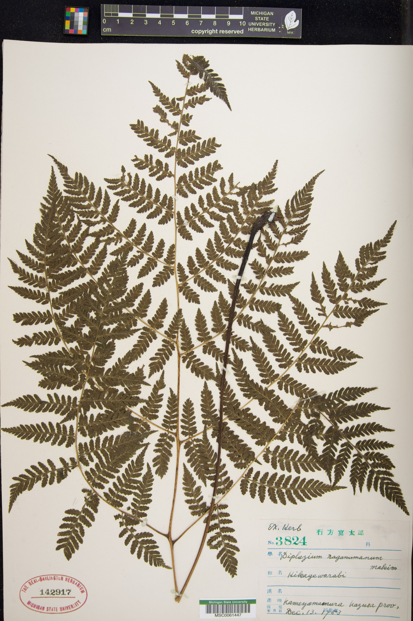 Diplazium chinense image