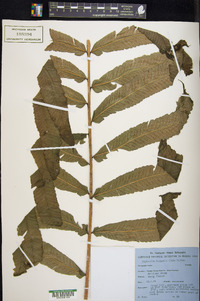 Diplazium sammatii image