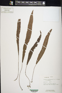 Deparia lancea image