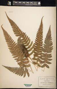 Blechnum occidentale image