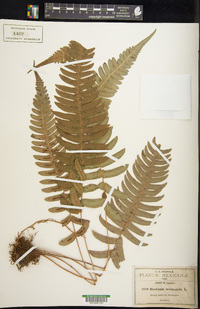 Blechnum occidentale image