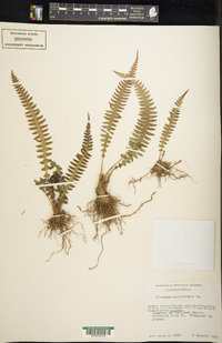 Blechnum polypodioides image