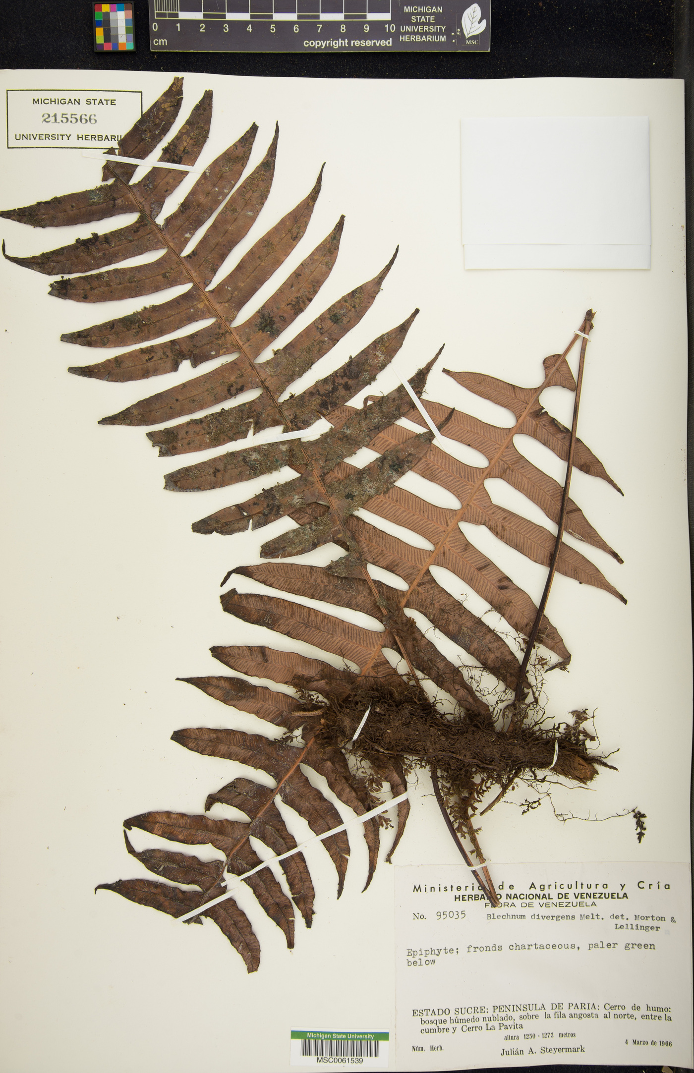 Austroblechnum divergens image