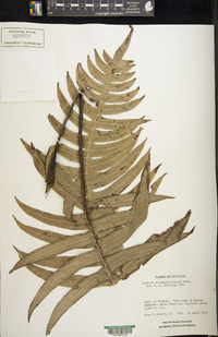 Austroblechnum divergens image