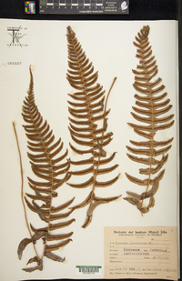 Blechnum appendiculatum image