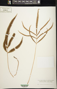 Blechnopsis orientalis image