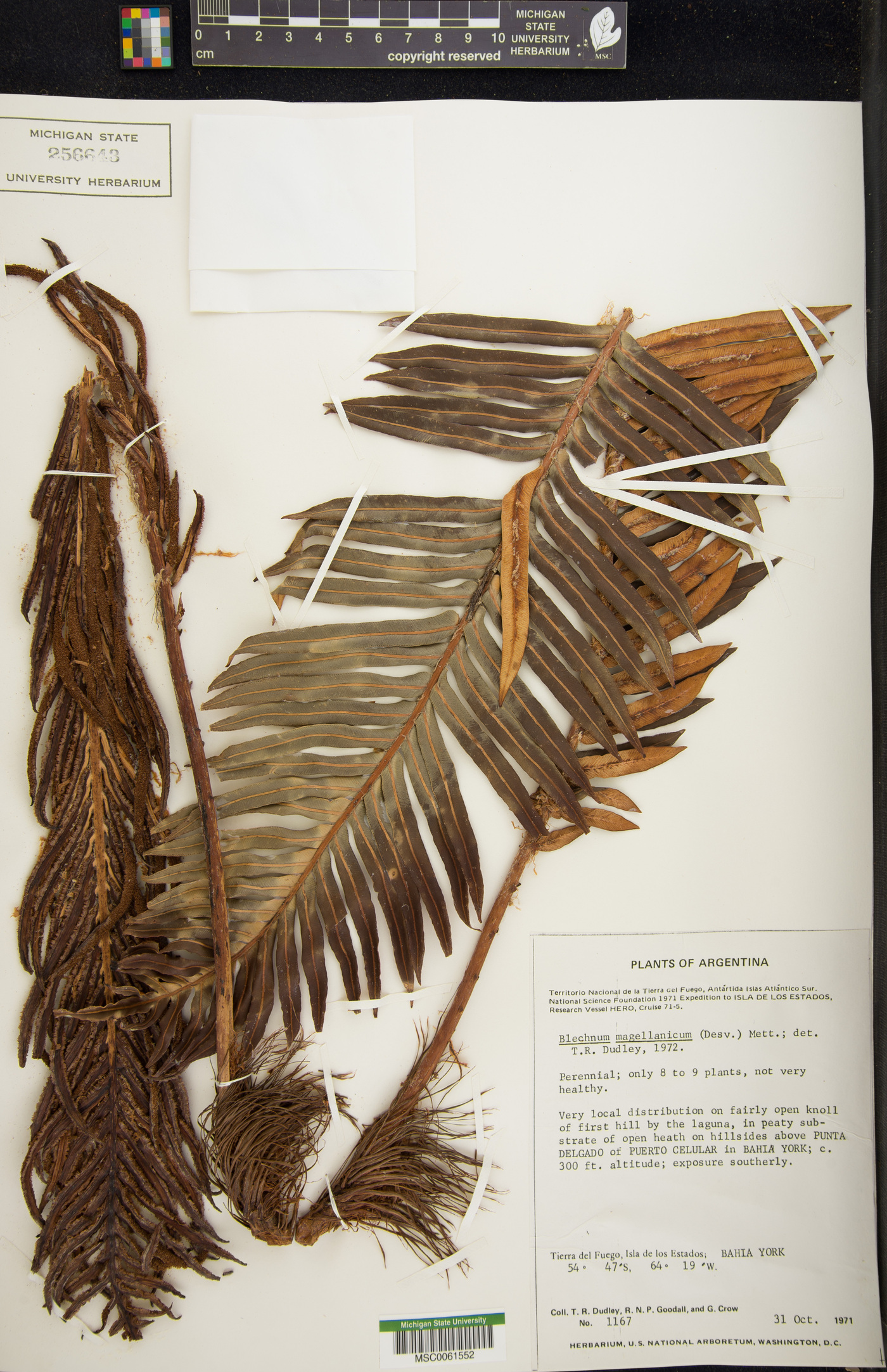 Lomariocycas magellanica image