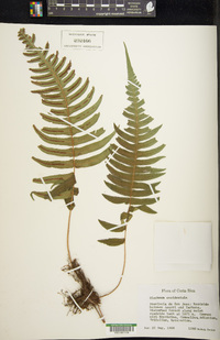 Blechnum occidentale image