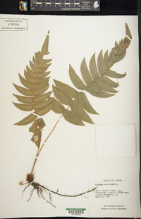 Blechnum occidentale image