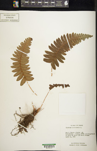 Blechnum occidentale image