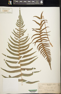 Blechnum occidentale image