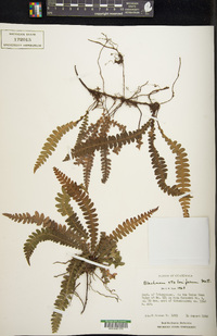 Austroblechnum stoloniferum image