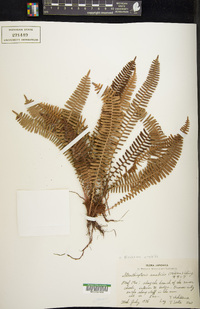 Struthiopteris amabilis image
