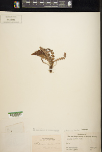 Austroblechnum banksii image