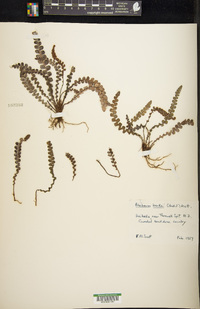 Austroblechnum banksii image