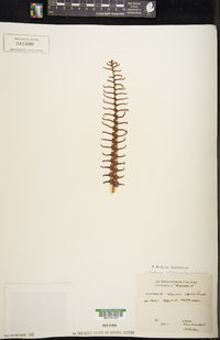 Lomaria inflexa image