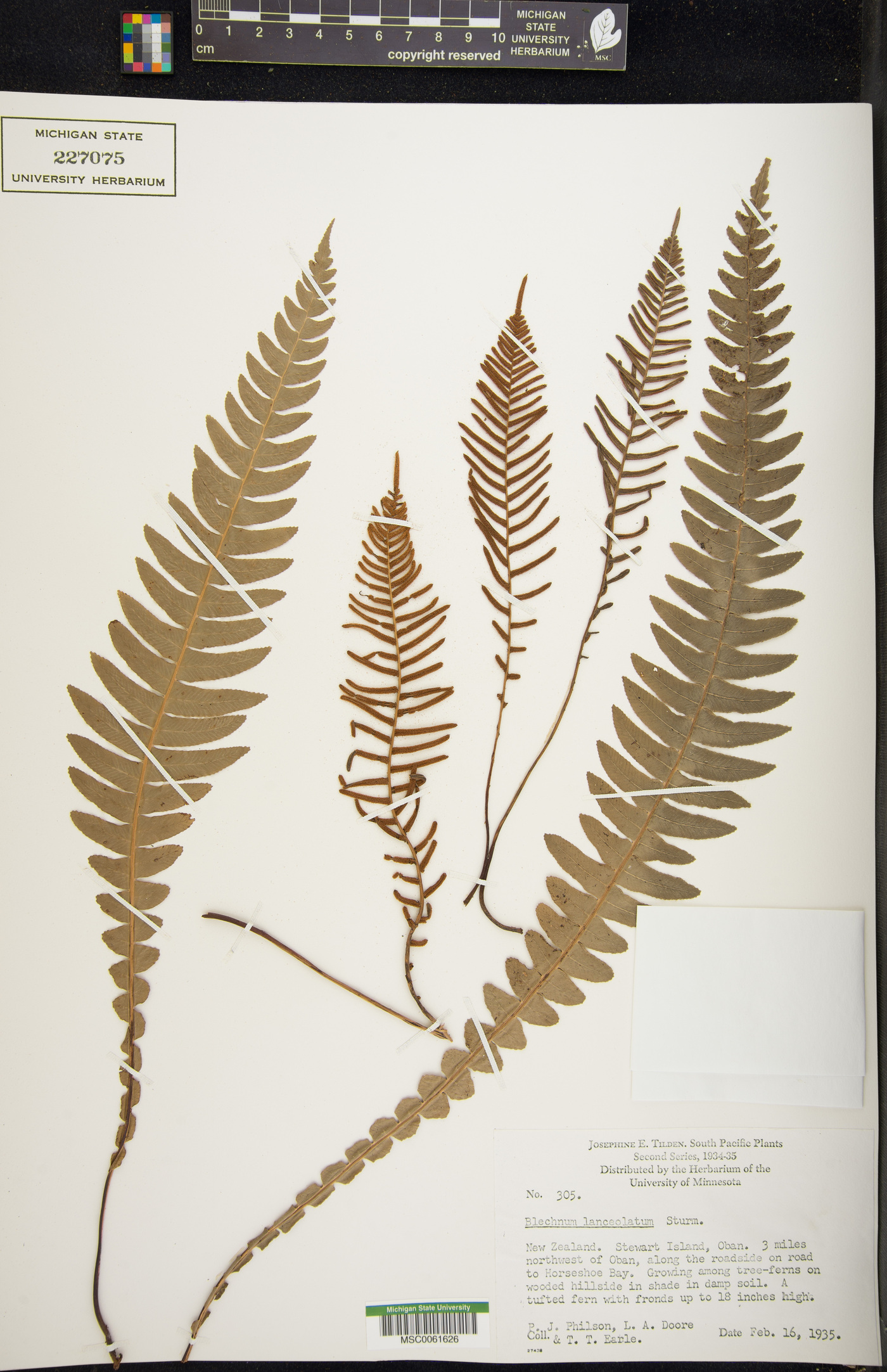 Austroblechnum lanceolatum image